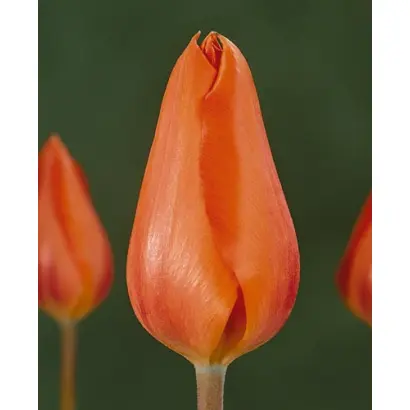 Temple's Favourite / Тэмплэ'с Фавоуритэ