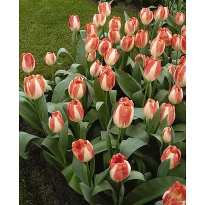 Tender Beauty / Тэндэр Бэауть