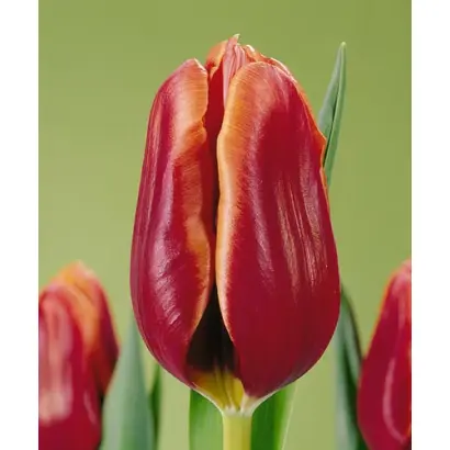 Tennessee / Тэннэссээ