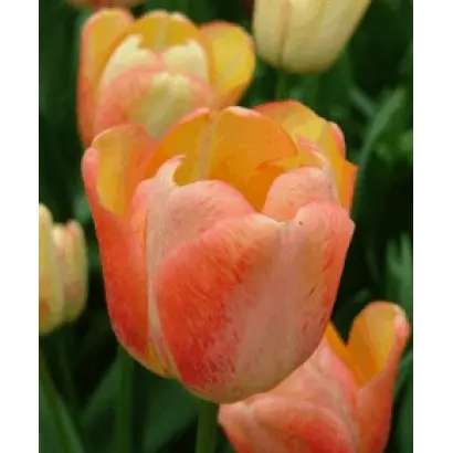 Tequila Sunrise / Тэqуила Сунрисэ