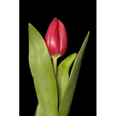 Tetry Lucky Tetraploide / Тэтрь Луцкь Тэтраплоидэ