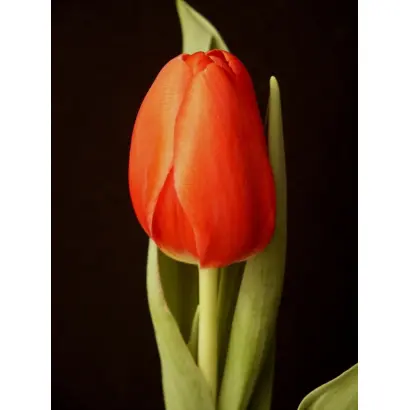 Tetry Rosy / Тэтрь Рось