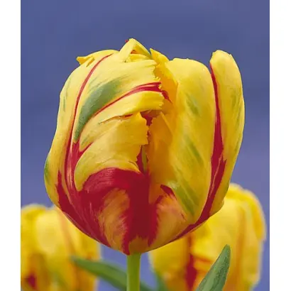 Texas Flame / Тэxас Фламэ