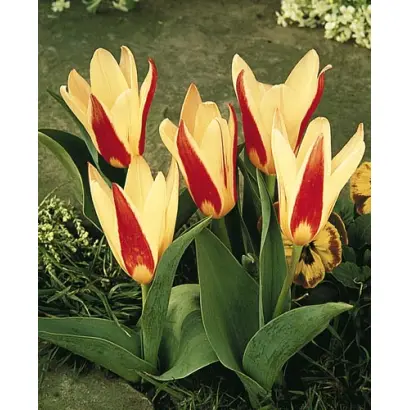 The First / Тhэ Фирст