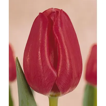 The Mounties / Тhэ Моунтиэс