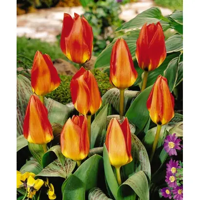 Tikibad / Тикибад