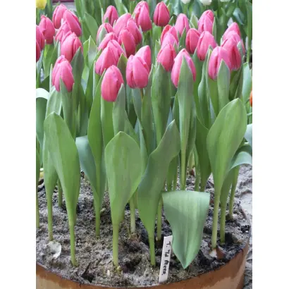 Tineke van der Meer / Тинэкэ ван дэр Мээр