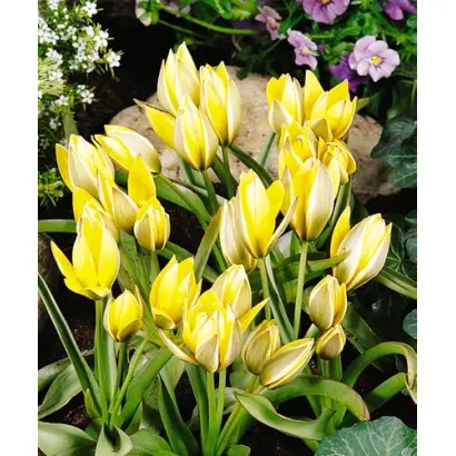 Tity's Star (urumiensis) / Тить'с Стар (урумиэнсис)