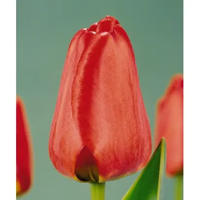 Ton Augustinus / Тон Аугустинус