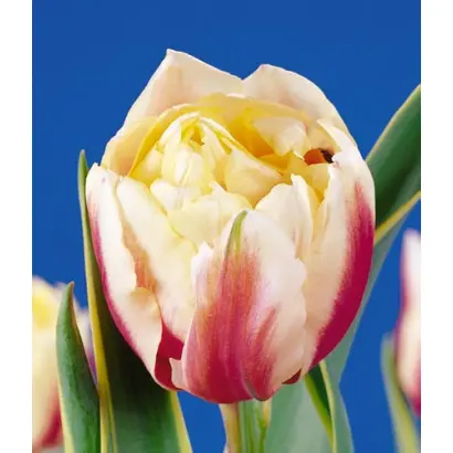 Toplips / Топлипс