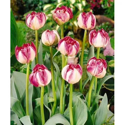 Topstar / Топстар