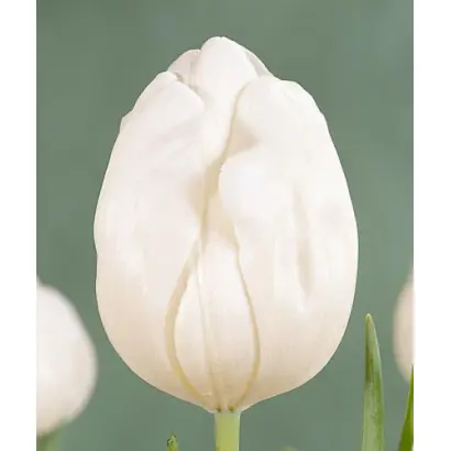 Topwhite / Топwhитэ