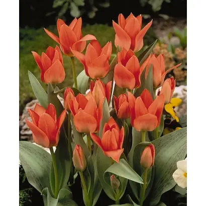 Toronto / Торонто