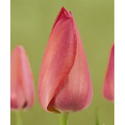 Toscana / Тосцана