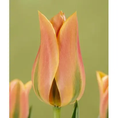 Tricolored Beauty / Трицолорэд Бэауть