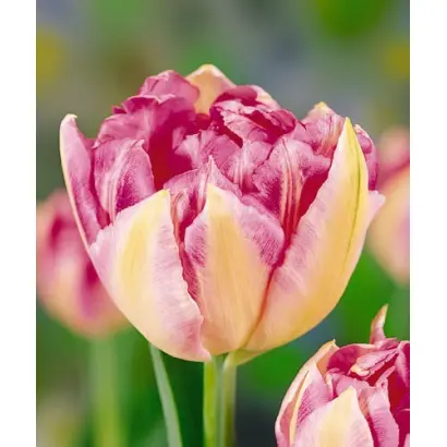 Triumphator / Триумпhатор