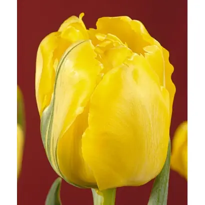 True & Fair / Труэ & Фаир