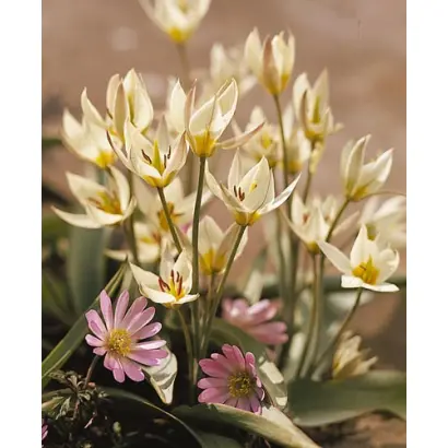 Turkestanica / Туркэстаница