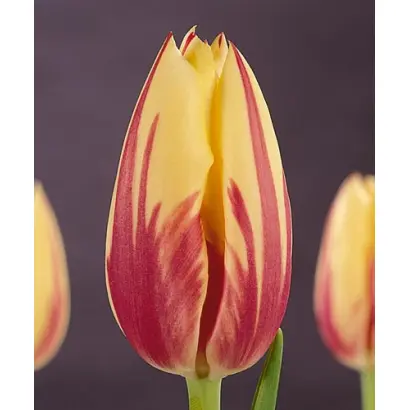 Twinkle / Тwинклэ