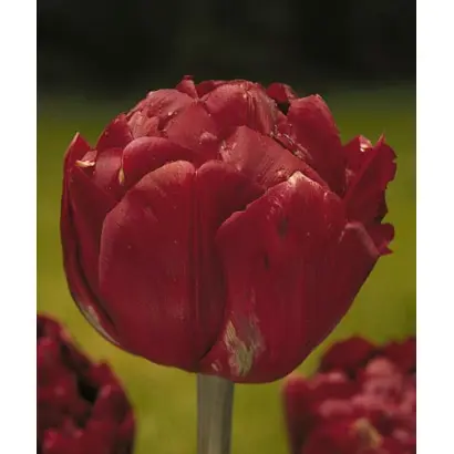 Uncle Tom / Унцлэ Том