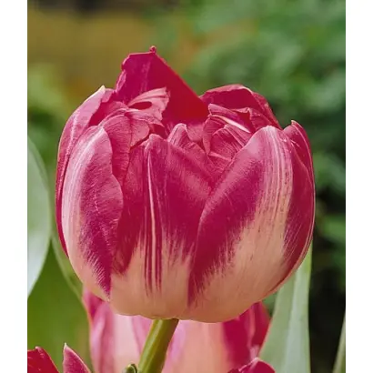 Up Stripe / Уп Стрипэ