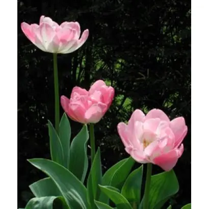 Upstar / Упстар