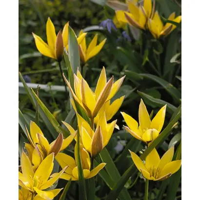 urumiensis / урумиэнсис