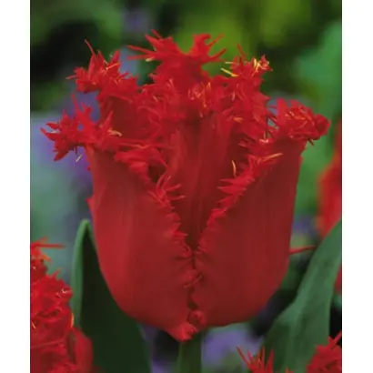 Valery Gergiev / Валэрь Гэргиэв