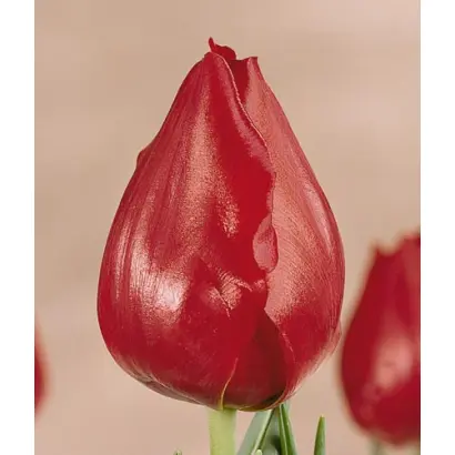 Van den Berg's Memory / Ван дэн Бэрг'с Мэморь