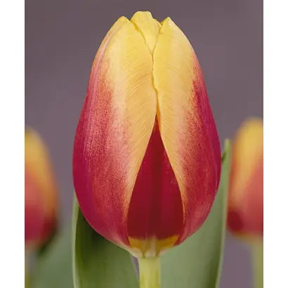 Van Nelle Traditional / Ван Нэллэ Традитионал