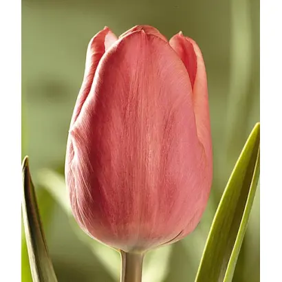 Varinas / Варинас