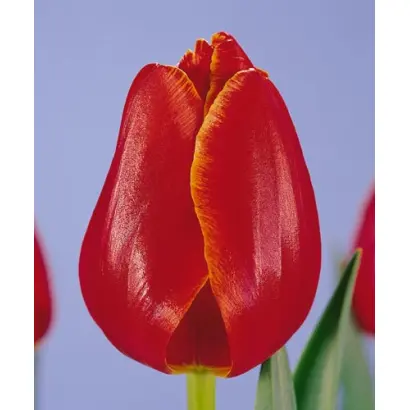 Verandi / Вэранди