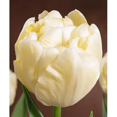 Verona / Вэрона