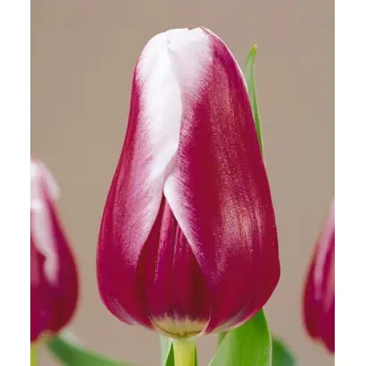 Victory Maid / Вицторь Маид