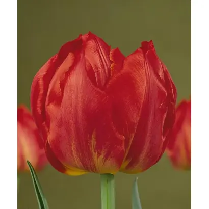 Viking / Викинг