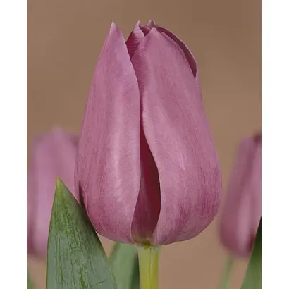 Violet Beauty / Виолэт Бэауть