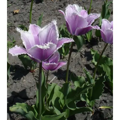 Violet Mist / Виолэт Мист