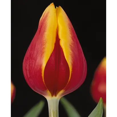 Virginia / Виргиниа