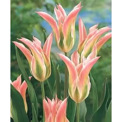 Virichic / Виричиц