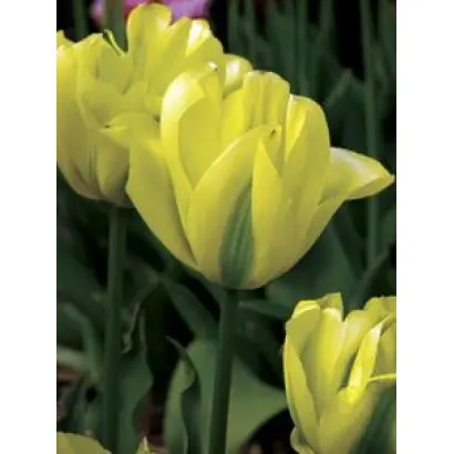 Virilemon / Вирилэмон