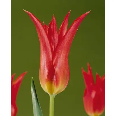 Virily Red / Вириль Рэд