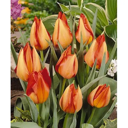 vvedenskyi 'Tangerine Beauty' / ввэдэнскьи 'Тангэринэ Бэауть'