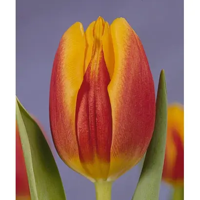 Wageningen / Wагэнингэн