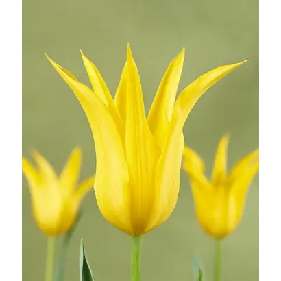 West Point / Wэст Поинт