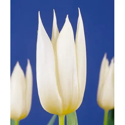 White Christmas / Whитэ Чристмас