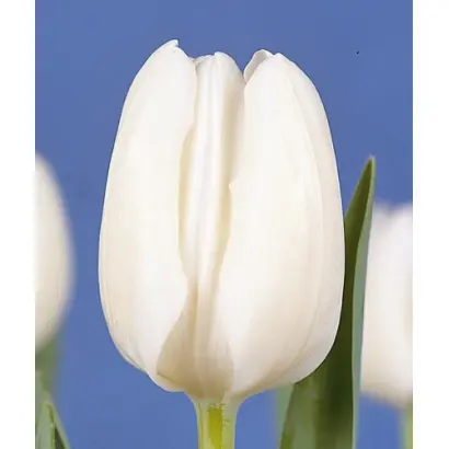 White Dream / Whитэ Дрэам