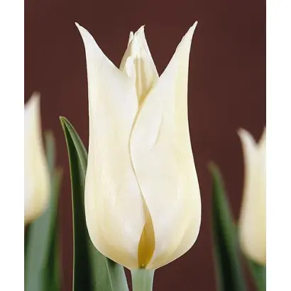 White Elegance / Whитэ Элэганцэ