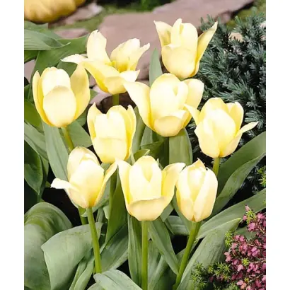 White Fire / Whитэ Фирэ