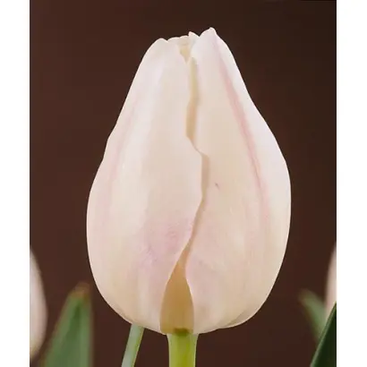 White Flight / Whитэ Флигhт