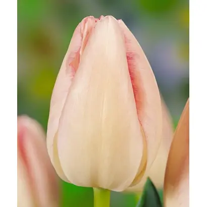 White Gander / Whитэ Гандэр